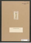 Rhaphoneis sp. (de-Toni-Nr.: Genus 78) Zeichnungen Sammlung Grunow Nr. 5814 (NHMW-BOT-W0374230)
